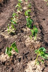 landing a young sweet pepper