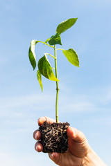 landing a young sweet pepper