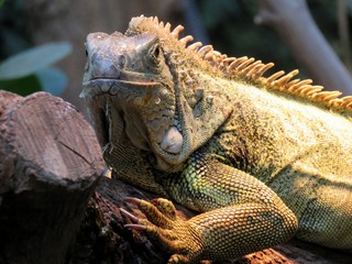 lézard