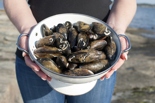 Woman holding fresh caught mussels in colander.