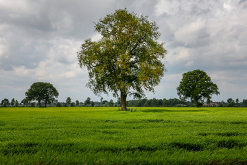 Fototapeta premium Tree on a grass field