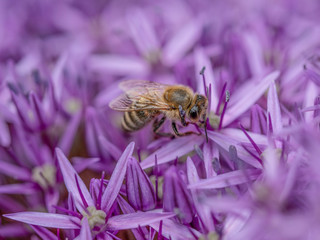 Close-up detail of a honey bee apis collecting pollen on  flower in garden