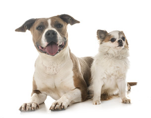 american staffordshire terrier and chihuahua