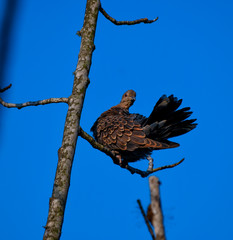 wild Pigeon