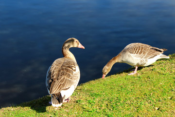 Wild geese in the pond. Wildlife. 