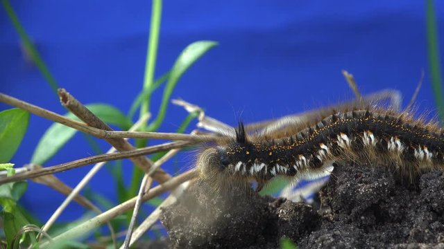 shaggy caterpillar sitting on the ground on a blue background, insect macro in forest