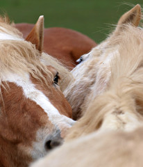 Grooming Horses
