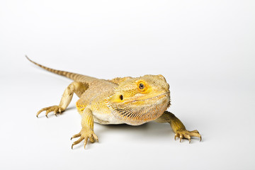 Obraz premium Agama. Bearded dragon isolated on bright. Lizard.