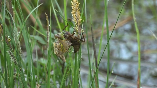 Birth insect dragonfly. An adult dragonfly has just emerged from its larval skin and is waiting for the wings to expand and dry. Third instar. Macro