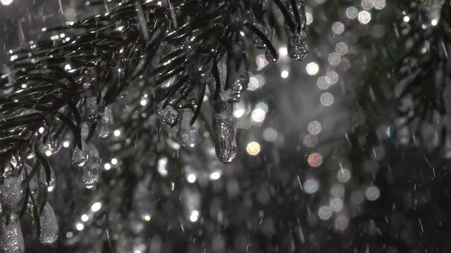 Sparkling fir branches with frozen icicles under heavy rain against colorful sparkling conifer background in slow motion. Epic Christmas scene of magic forest with raindrops. 
