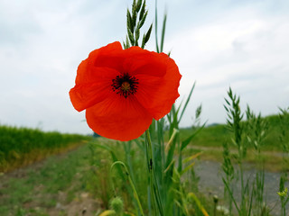 Einzelne Mohnblume auf dem Feld