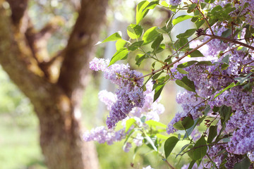 Branch of pink lilac in a garden, park. Beautiful flowering flowers of lilac tree at spring. Spring concept