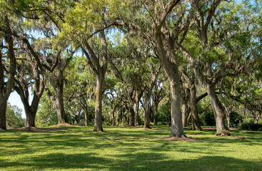 Fototapeta na wymiar Trees covered with Spanish moss.