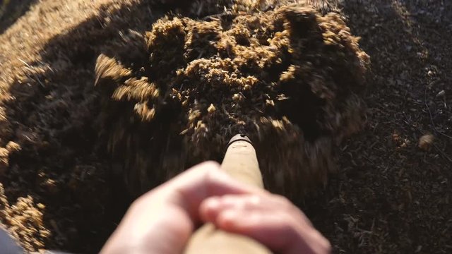 The gardener in the backyard puts wood shavings in the wheelbarrow. The concept of ecological vegetable growing. 4k.