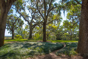 Trees covered with Spanish moss.