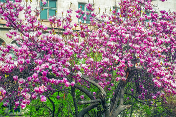 magnolia tree blossoms in spring