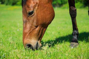 Horse is eating fresh grass on the green meadow, close up