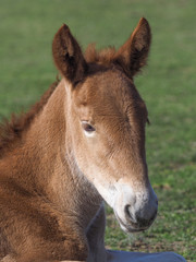 Fototapeta premium Suffolk Foal Headshot