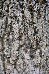 Gray poplar tree trunk with bark and green moss, vertical background texture