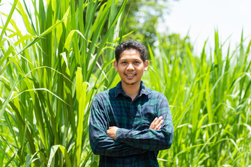 Naklejka na ściany i meble Young Asian farmer standing in Napier grass field