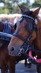 Obraz premium tired phaeton horses