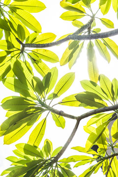 Frangipani on the plumeria tree,frangipani tropical flowers.White frangipani on the frangipani tree with sunset.