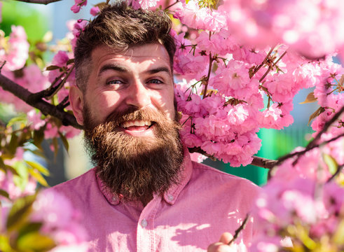 Hipster in pink shirt near branch of sakura. Harmony with nature concept. Bearded man with stylish haircut with sakura flowers on background. Man with beard and mustache on smiling face near flowers.