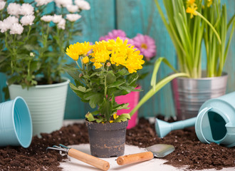 Photo of colorful chrysanthemums in pots near wooden fence