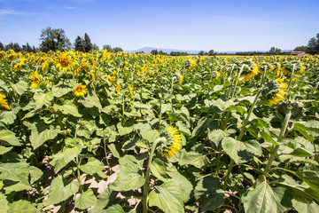 Fototapeta na wymiar Big sunflower field