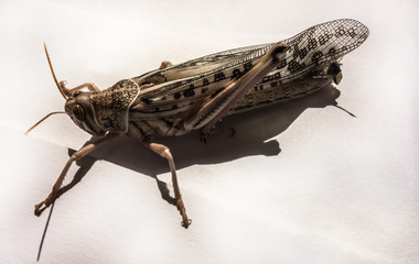 Egyptian Locust Anacridium aegyptium