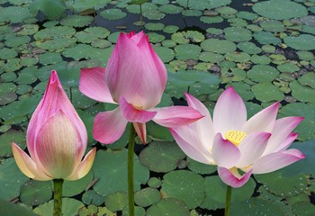 pink lotus isolated on green