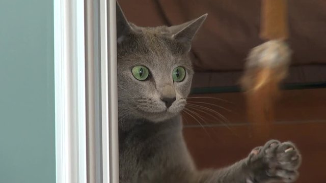 Russian Blue Cat playing with a toy 