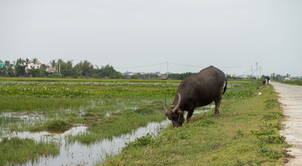 Water buffalo eating grass in the field
