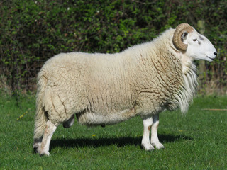 Fototapeta premium Ram with horns