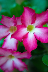 Naklejka premium Exotic flowers with beautiful multi-colored petals.