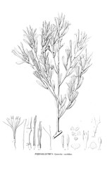 Illustration of plant