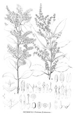 Illustration of plant