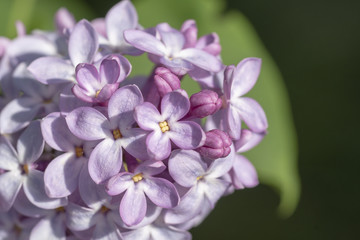 Gemeiner Flieder - Syringa vulgaris, Blütenstände