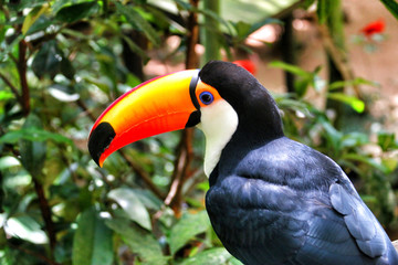 Iguasu bird Park