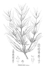 Illustration of plant