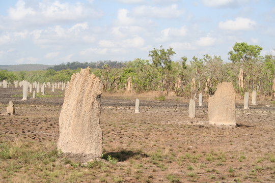 iconic magnetic termite mounds in litchfield national park, nothern australia