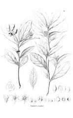 Illustration of plant