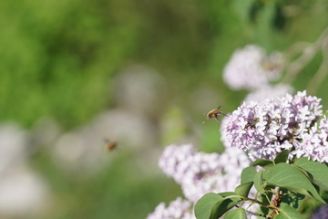 Grosser Wollschweber - Bombylius major - an Fliederblüten