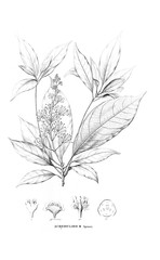 Illustration of plant