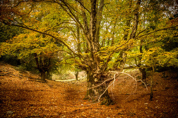 Fototapeta na wymiar big old tree in autumn