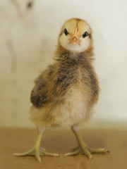 Cute Chick