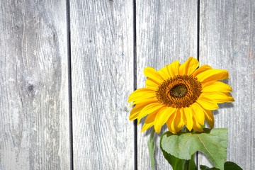 Sunflower in front of a white wooden wall