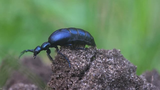 Big black beetle creeps in the green grass, American Oil Beetles are type of Blister beetle, macro insect