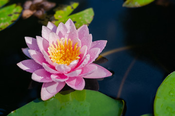 beautiful lotus flower on the water after rain in garden.