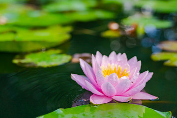 beautiful lotus flower on the water after rain in garden.